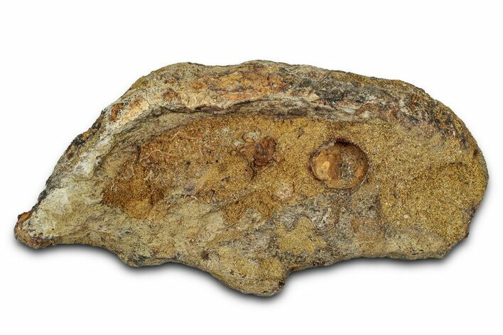 Dinosaur (Triceratops) Frill Shield Section - Montana #338955